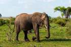 An African elephant glancing at the photographer as it walks by Chobe National Park-Botswana Art Print